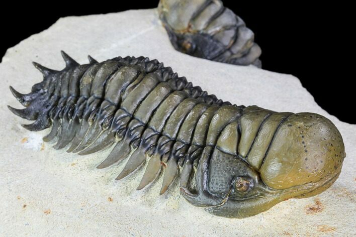 Beautiful, Crotalocephalina Trilobite - Atchana, Morocco #106972